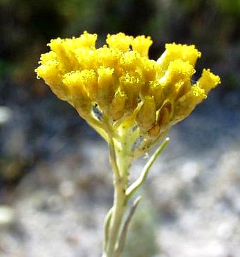 Helichrysum_italicum_20_06_2003_4_sophy.jpg
