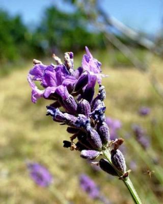 Sirop floral Lavande, 250 ml, Hautes Alpes