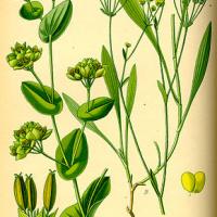 Bupleurum rotundifolium illustration