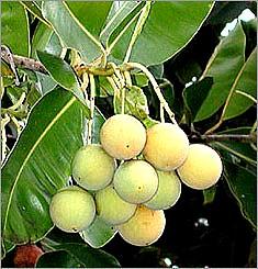 Calophylle (huile Végétale ), 50 ml, Madagascar