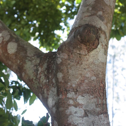 Cinnamomum zeylanicum ph asterale