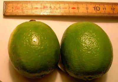 Citron vert ou Limette (Huile essentielle), 5 ml