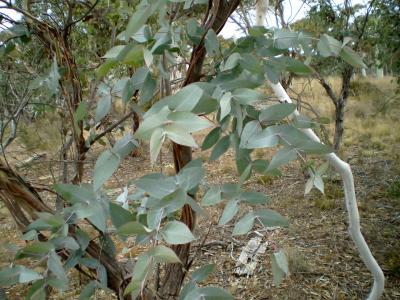 Eucalyptus mentholé (Huile essentielle), 10 ml