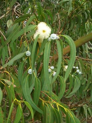 Eucalyptus globulus (Huile essentielle), 5 et 10 ml