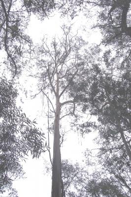Eucalyptus smithii (Huile essentielle), 10 ml
