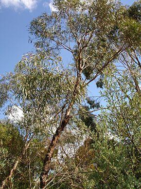 Eucalyptus polybractées (Huile essentielle), 5 ml