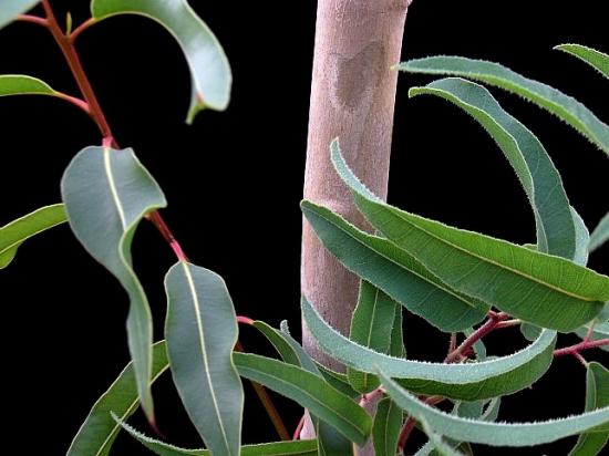 eucalyptuscitriodora.jpg