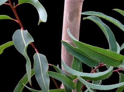 Eucalyptus citronné (Huile essentielle), 10 ml