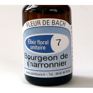 Unitaire n° 07 : Bourgeon de marronnier (Chestnut Bud), 10 ml, Hautes-Alpes, BIO