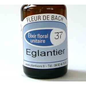 Unitaire n° 37 : Eglantier (Wild rose), 10 ml, Hautes-Alpes, BIO