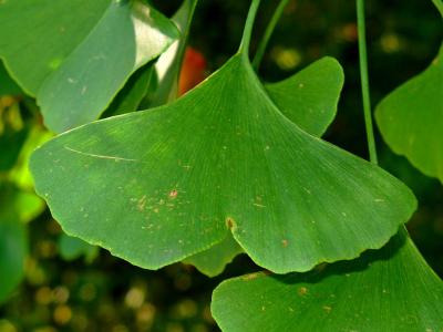 acanthis : phytolys : Ginkgo, 50 ml, macérât hydro-alcoolique
