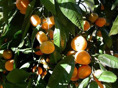 Mandarine,  (Huile essentielle), 10 ml, Bio
