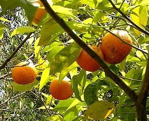 Orange amère ou Orange bigarade, (Essence) 10 ml