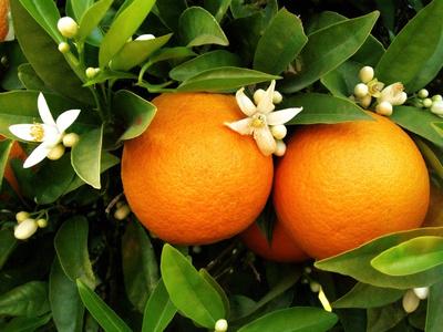 Petit grain mandarine ou mandarinier (Huile essentielle), 10 ml,