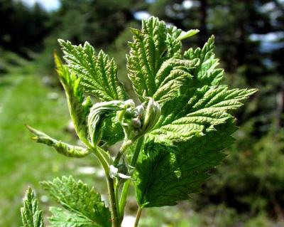 Acanthis : gemmolys : framboisier (Rubus idaeus), 50 ml